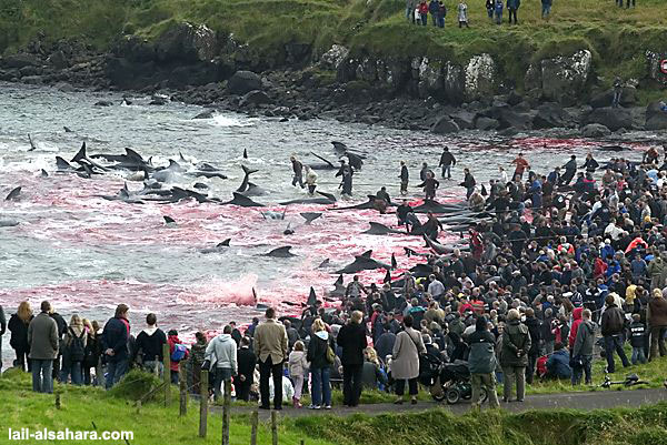 Protection des animaux: Massacre au Danemark contre les Calderons 611