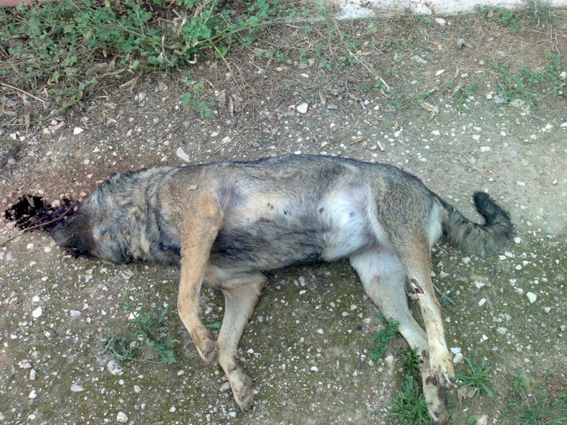 L'assassinat de Rgina, abuse sexuellement (Espagne) Asesin24
