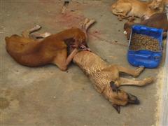 Stop aux abus sur des chiens a l'Universit de Gois Bresil16