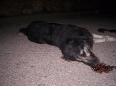 Protestez contre l'empoisonnement des chiens errants a Lampedusa, Italie Cani310