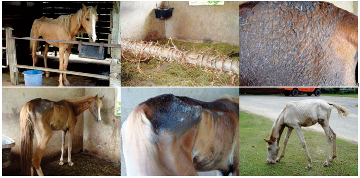 Des chevaux affams et squelettiques en Malaisie ont besoin de vous Horse110