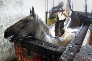 CAMPAGNE MONDIALE contre le massacre des chevaux au Mexique Horse_11