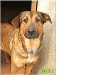 URGENT -> POUPY femelle X malinois de 3 ans Poupy11