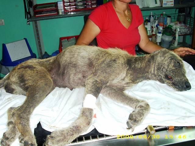Le martyr d'un chien en Sardaigne Pov_to13