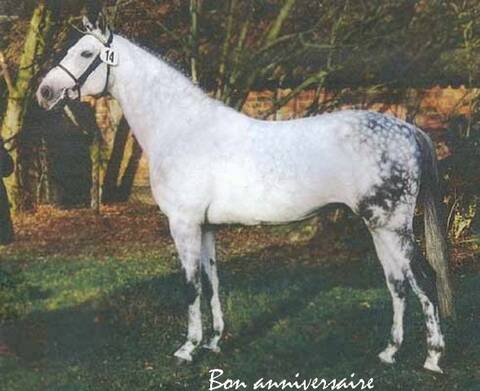 Rigel21 Rigel21