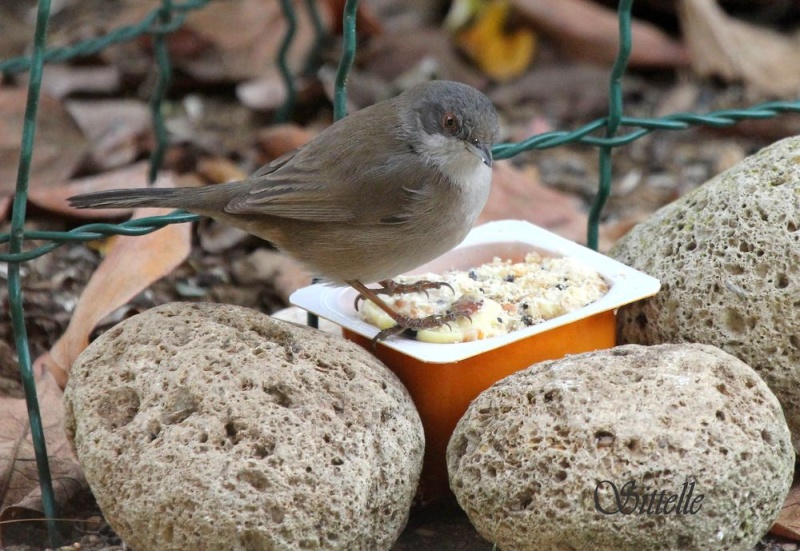 [Fiche Pratique] Recettes pour nourrir les oiseaux l'hiver 05811