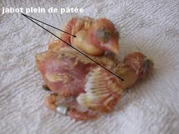 bébé oiseau Sans-t12