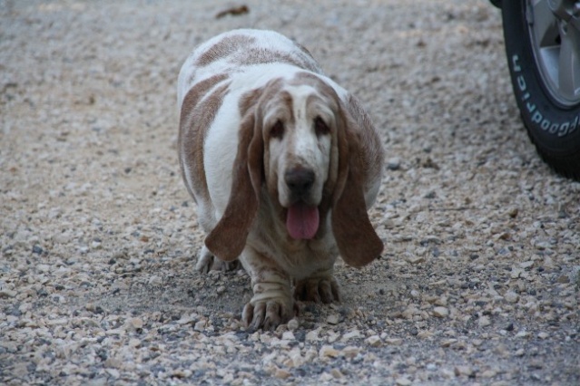 Urgence pour Buffy avant le 20 août  A10