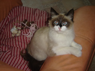 jeune chatte yeux bleu 1an Dsc03457