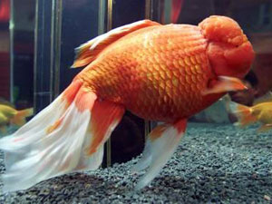 Tout ce que vous devez savoir sur le poisson rouge. (Sychriscar) Gros_o10