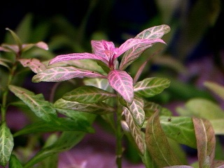 hygrophila polysperma rosanervus Hygrop10