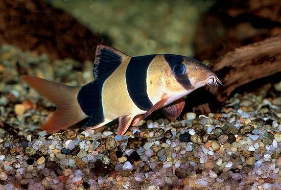 La loche clown, le grand Botia (Chromobotia macracanthus) Loche_10