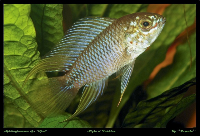 Description du Genre Apistogramma Apisto11