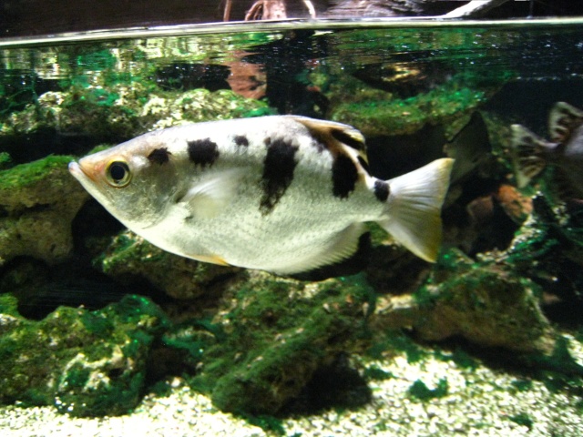 Museum aquarium de Nancy Img_0612