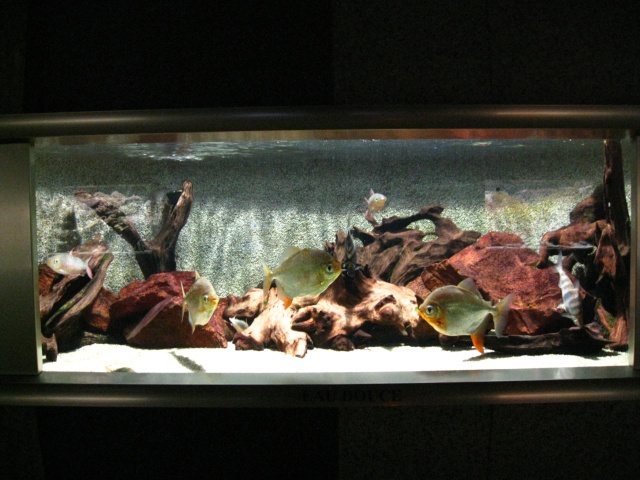 Museum aquarium de Nancy Img_2919