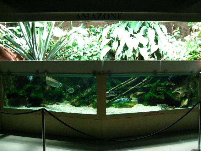 Museum aquarium de Nancy Img_3024