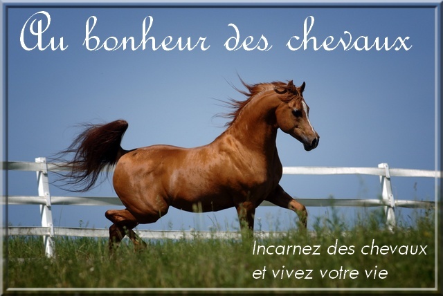 Au bonheur des chevaux