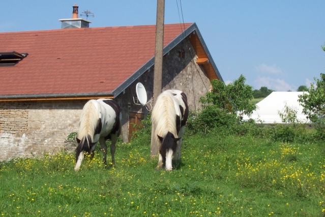 CONCOURS le bonheur est dans le pré: demie finale 2 Kilrus12