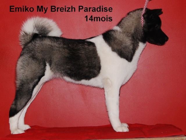 akita - Nos chiens prennent la pose, statique exposition. - Page 5 Site_e10