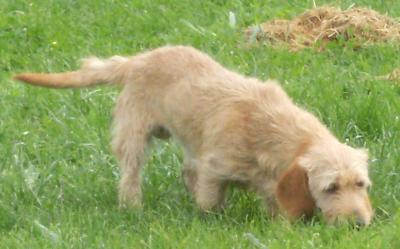 BILLY... croisé Fauve de Bretagne... adopté en juin 2008 Billy10