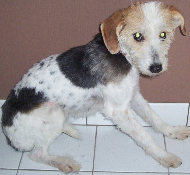 PAMELA. X fox terrier. petit gabarit. env 8 ans. dans le 50 Pam210