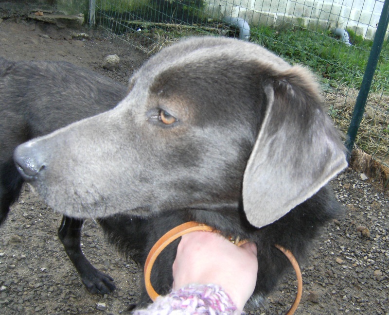 STANLEY, x labrador, 3 ans env. (ALEAC50) Stanle12