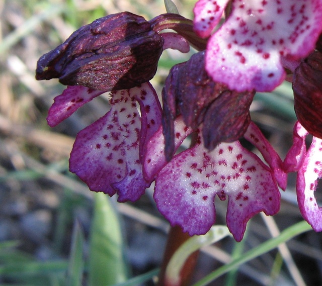 Orchidées sauvages poussant en France - Page 2 Orchis15