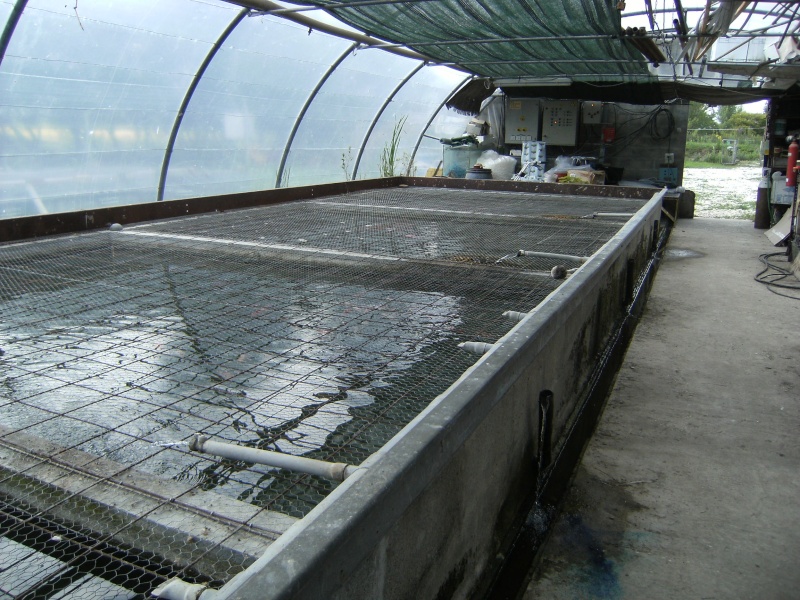 pisciculture carpio Dscf4815
