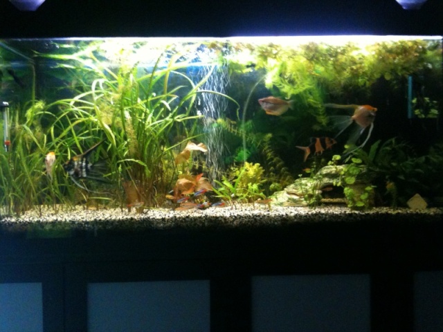 Voici mon aquarium 240l Img_0913