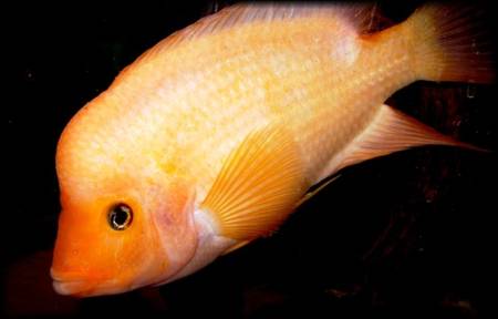 l'agressivité des poissons d'aquarium dépend du volume et du décor Rtemag10
