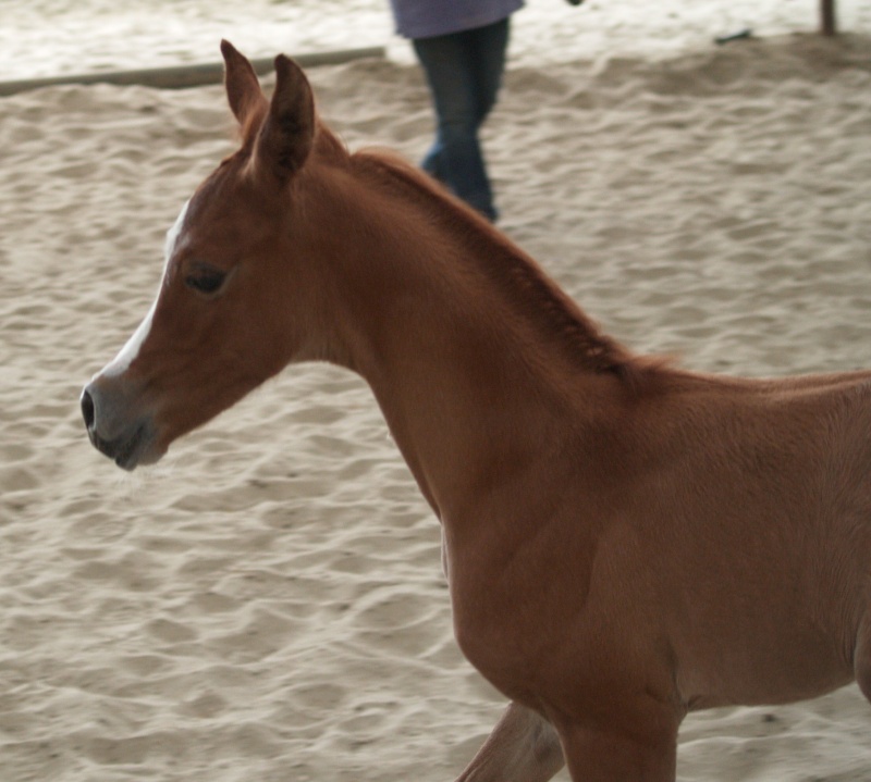 poulains 2011 chez hill's arabians P1013316