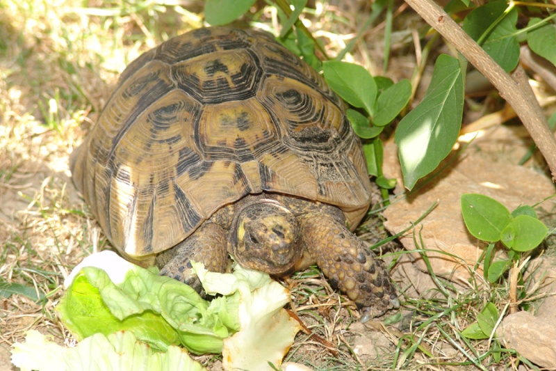 Graeca Graeca ou Graeca marokkensis ???? Dsc07116