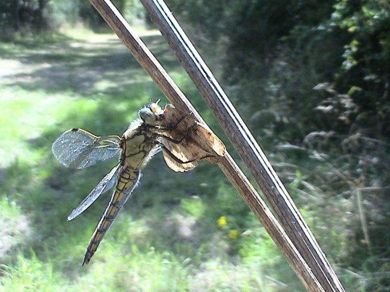 2 non identifiées Dsc05210