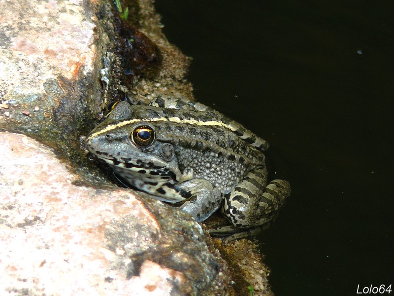 La ptite grenouille Grenou13