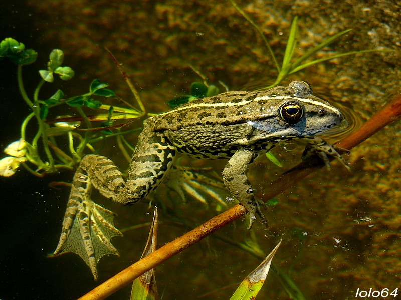 La ptite grenouille P1020611