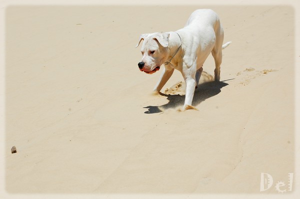 Calinka  la Dune du Pyla Cali111