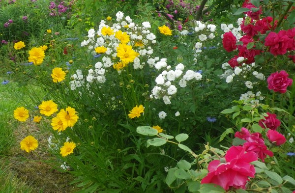 Coreopsis, gaillardes, knautia, scabiosa & rudbéckia  !!! 02062015