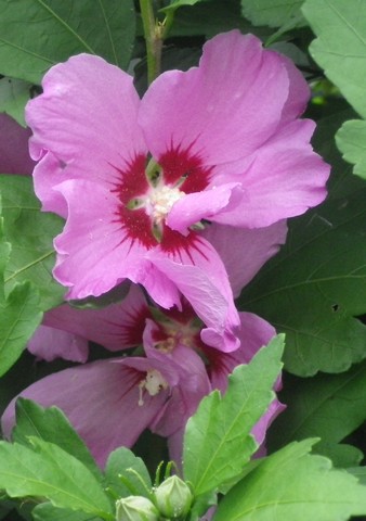 Hibiscus Syriacus - Page 3 10072033