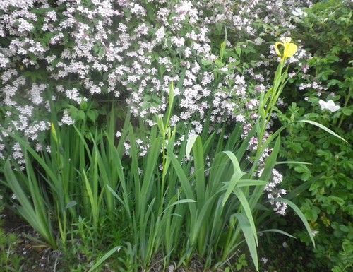  Iris pseudacorus 11052015