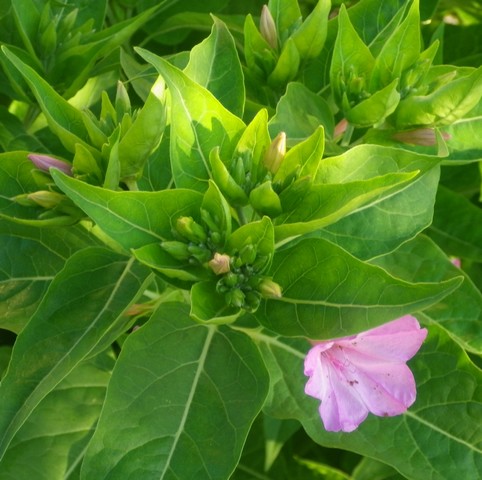 Mirabilis jalapa !!! 13072016