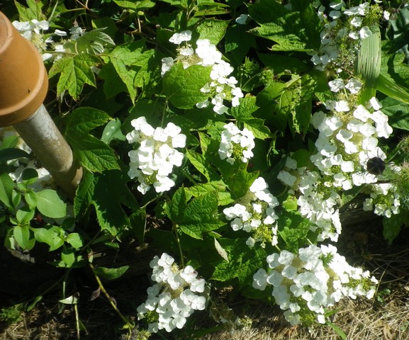 Hydrangea quercifolia - Page 2 16062025