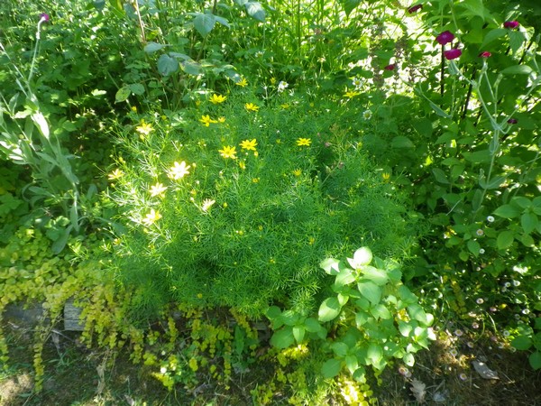 Coreopsis, gaillardes, knautia, scabiosa & rudbéckia  !!! - Page 2 16062037