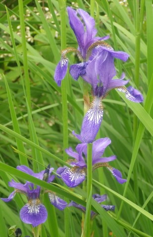  Iris siberica !!! 18052053