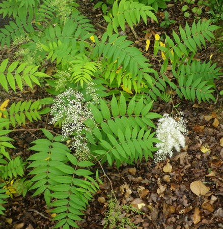 Sorbaria sorbifolia !!! 19062039