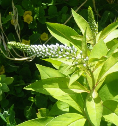 Lysimachia clethroides !!!  20062013