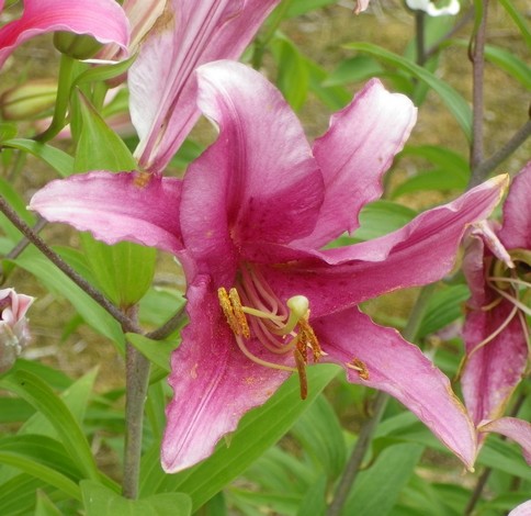 Lilium !!! - Page 11 20072021