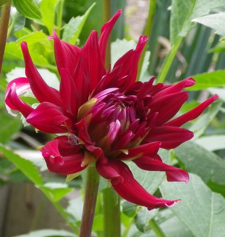 2012 - Dahlia !!! - Page 3 21072014