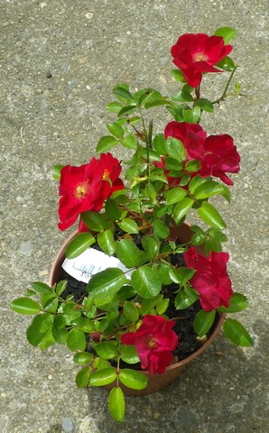 Rosa 'Red Dot' !!! 21072033
