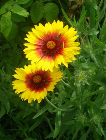 Coreopsis, gaillardes, knautia, scabiosa & rudbéckia  !!! 26052021