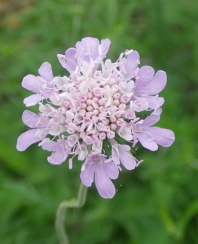 Vivace Danièle /// Scabiosa !!! 26062015